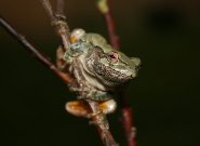 Click to Play Gray Treefrog Jigsaw Puzzle