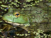 Click to Play Bullfrog Jigsaw Puzzle